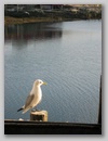 sommer06_123.jpg